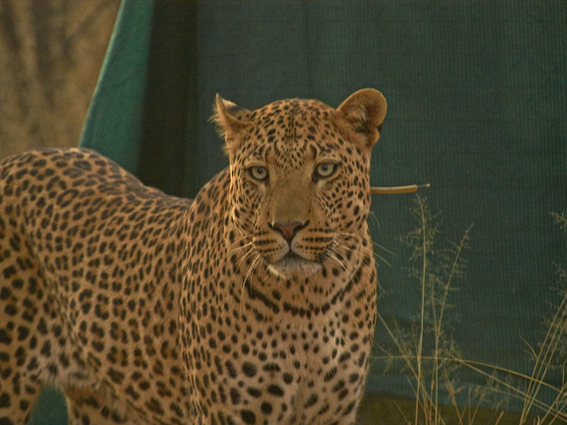 Leopard, Okonjima